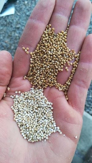 Graines de quinoa dans paume de la main