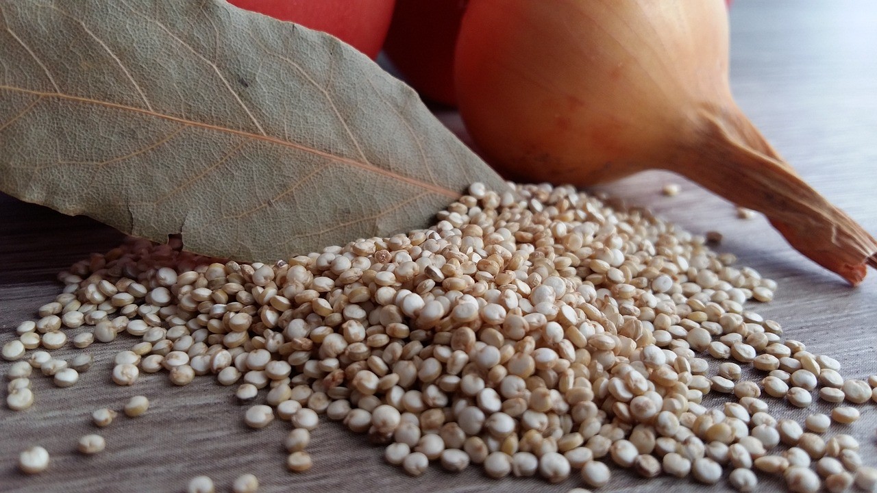 Présentation des graines de Quinoa.